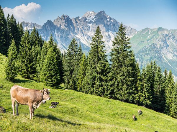 Produktbild: CALVENDO Puzzle Bergsommer | 1000 Teile Lege-Gr&ouml;&szlig;e 64x48cm Foto-Puzzle f&uuml;r gl&uuml;ckliche Stunden