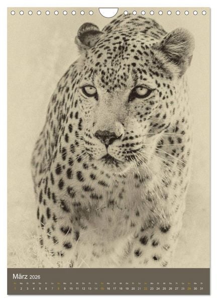 Produktbild: Afrikas Tierwelt - Sepia-Art (Wandkalender 2026 DIN A4 hoch), CALVENDO Monatskalender