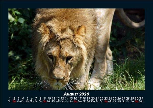 Produktbild: Tiere in der Wildnis 2026 Fotokalender DIN A5