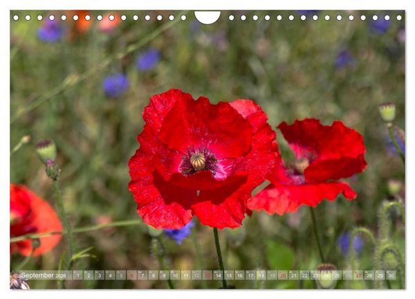 Produktbild: Mohn (Wandkalender 2026 DIN A4 quer), CALVENDO Monatskalender