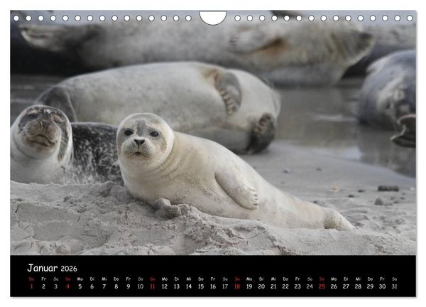 Produktbild: Kegelrobben und Seehunde (Wandkalender 2026 DIN A4 quer), CALVENDO Monatskalender