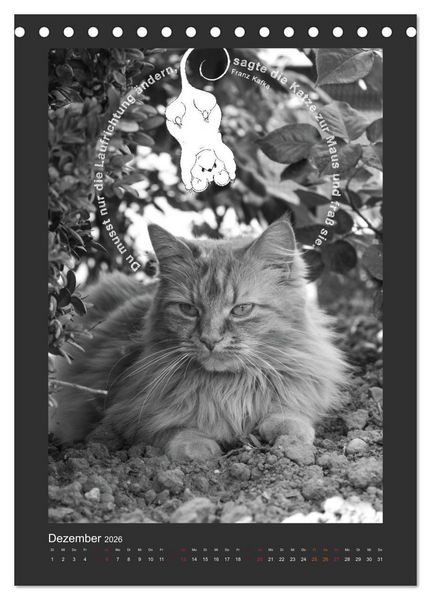 Produktbild: Katz & Maus (Tischkalender 2026 DIN A5 hoch), CALVENDO Monatskalender