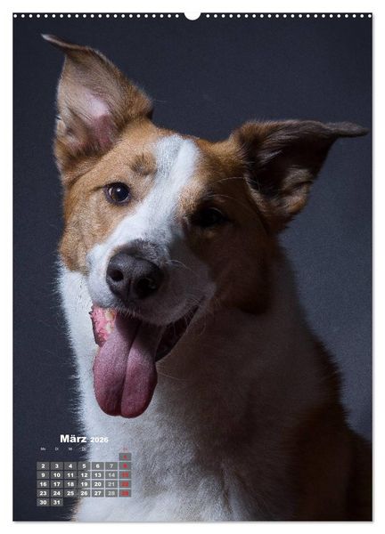 Produktbild: Treue Wegbegleiter, Hunde im Portrait. (Wandkalender 2026 DIN A2 hoch), CALVENDO Monatskalender
