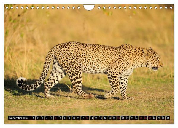 Produktbild: Faszination Afrika: Der Leopard (Wandkalender 2026 DIN A4 quer), CALVENDO Monatskalender