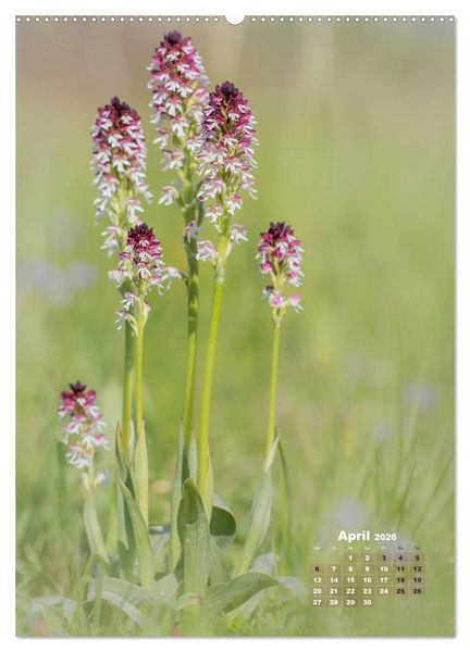 Produktbild: Orchideen in freier Wildbahn (hochwertiger Premium Wandkalender 2026 DIN A2 hoch), Kunstdruck in Hochglanz