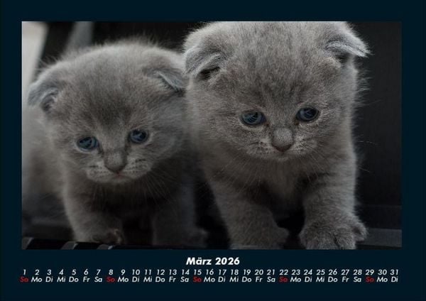 Produktbild: F&uuml;r Katzenfreunde 2026 Fotokalender DIN A4