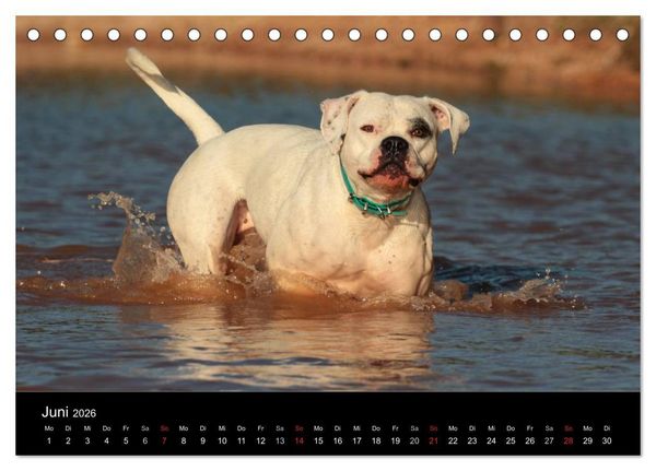 Produktbild: American Bulldog - alles Andere ist nur ein Hund (Tischkalender 2026 DIN A5 quer), CALVENDO Monatskalender
