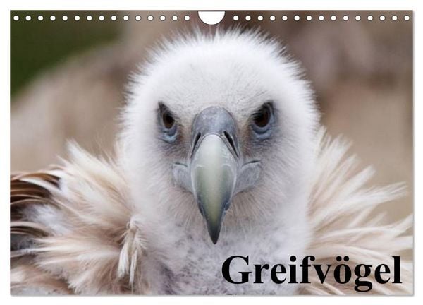Greifvögel (Wandkalender 2026 DIN A4 quer), CALVENDO Monatskalender