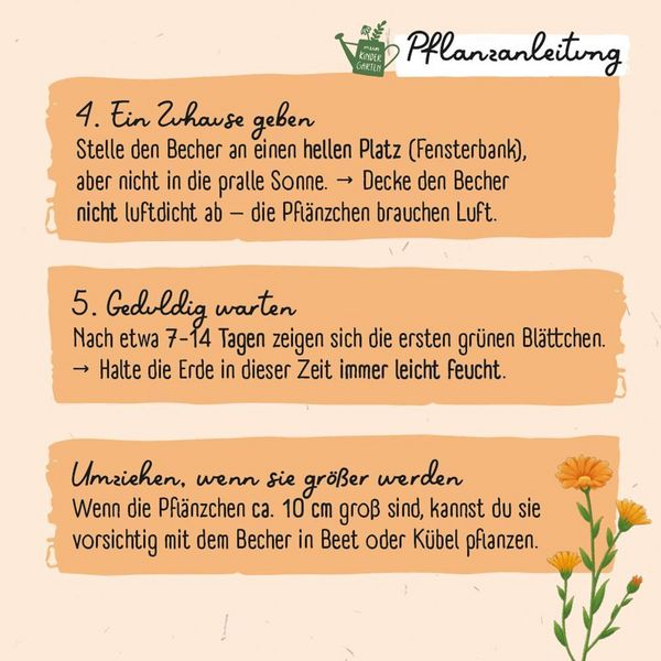 Produktbild: Ringel-Ringel-Blume