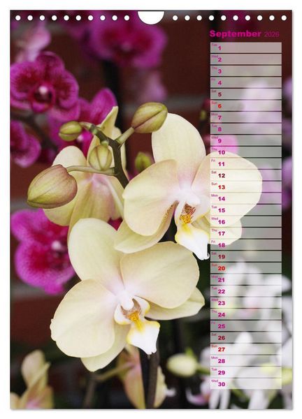 Produktbild: Orchids - Infinite Variety (Wall Calendar 2026 DIN A4 portrait), CALVENDO 12 Month Wall Calendar