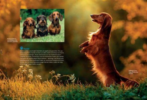 Produktbild: Entdecke die Hunde