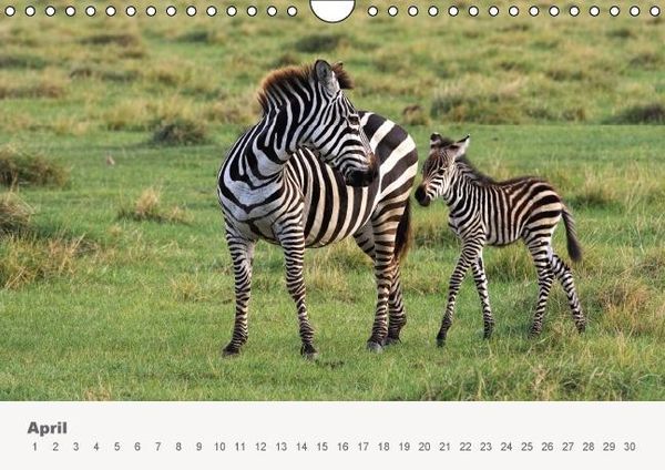 Produktbild: Faszination Ostafrika - Tierwelt und Natur aus Kenia und Tansania (Wandkalender immerw&auml;hrend DIN A4 quer)
