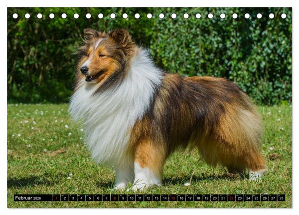 Produktbild: Traumhund Sheltie (Tischkalender 2026 DIN A5 quer), CALVENDO Monatskalender