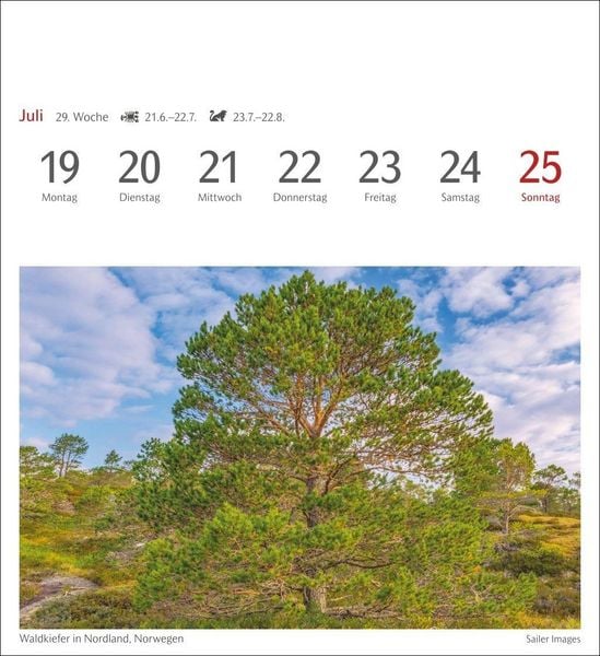 Produktbild: B&auml;ume Postkartenkalender 2027 - Wochenkalender mit 53 Postkarten