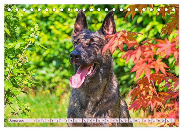 Produktbild: Freund und Besch&uuml;tzer - Der Malinois (Tischkalender 2026 DIN A5 quer), CALVENDO Monatskalender
