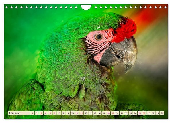 Produktbild: Mein bunter Papagei (Wandkalender 2026 DIN A4 quer), CALVENDO Monatskalender
