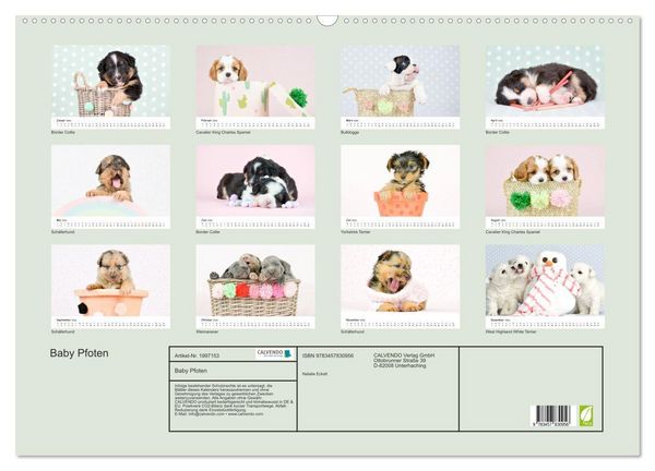 Produktbild: Baby Pfoten (Wandkalender 2026 DIN A2 quer), CALVENDO Monatskalender