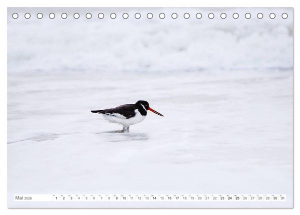 Produktbild: Helgoland - Das Leben auf der D&uuml;ne Helgolands (Tischkalender 2026 DIN A5 quer), CALVENDO Monatskalender