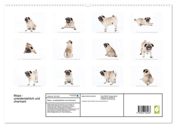 Produktbild: Mops - unwiderstehlich und charmant (hochwertiger Premium Wandkalender 2026 DIN A2 quer), Kunstdruck in Hochglanz