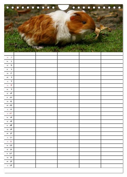Produktbild: Meerschweinchen und Kaninchen Familienplaner (Wandkalender 2026 DIN A4 hoch), CALVENDO Monatskalender