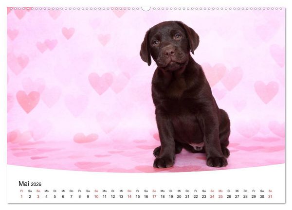 Produktbild: Labrador Welpen - Labrador Puppies (hochwertiger Premium Wandkalender 2026 DIN A2 quer), Kunstdruck in Hochglanz