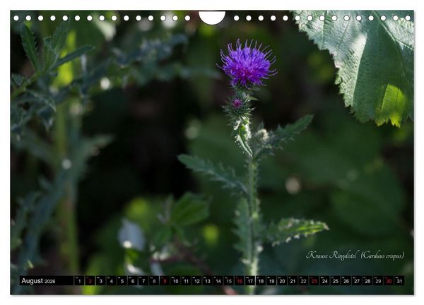 Produktbild: Zierbilder der Natur BLUMEN (Wandkalender 2026 DIN A4 quer), CALVENDO Monatskalender