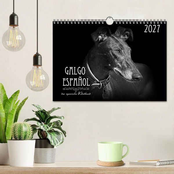 Produktbild: Galgo Espa&ntilde;ol - der spanische Windhund 2027 (Wandkalender 2027 DIN A4 quer), CALVENDO Monatskalender