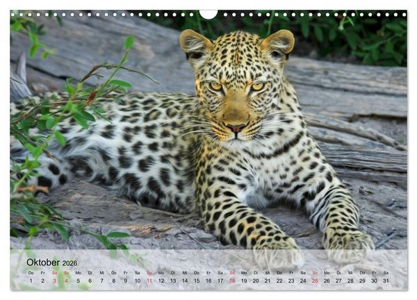 Produktbild: Leoparden. Elegante J&auml;ger (Wandkalender 2026 DIN A3 quer), CALVENDO Monatskalender
