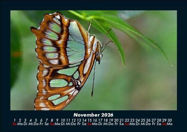 Produktbild: Bunte Pracht der Schmetterlinge 2026 Fotokalender DIN A5