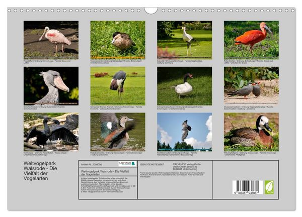 Produktbild: Weltvogelpark Walsrode - Die Vielfalt der Vogelarten (Wandkalender 2026 DIN A3 quer), CALVENDO Monatskalender