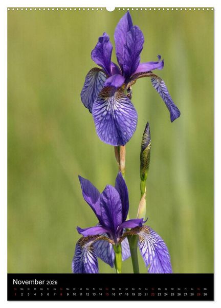 Produktbild: Seltene Wildblumen (hochwertiger Premium Wandkalender 2026 DIN A2 hoch), Kunstdruck in Hochglanz