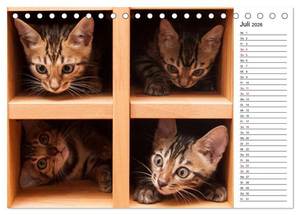 Produktbild: Bengal K&auml;tzchen - Der Geburtstagskalender (Tischkalender 2026 DIN A5 quer), CALVENDO Monatskalender