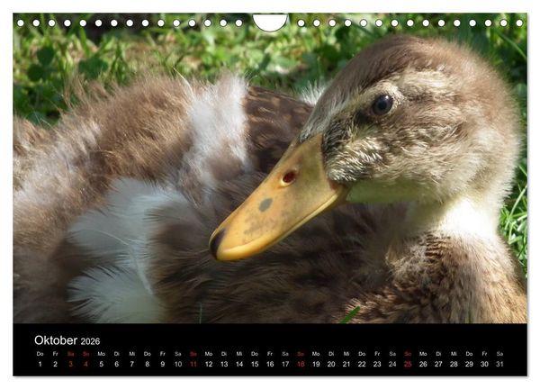 Produktbild: Laufentenk&uuml;ken - Sunny (Wandkalender 2026 DIN A4 quer), CALVENDO Monatskalender