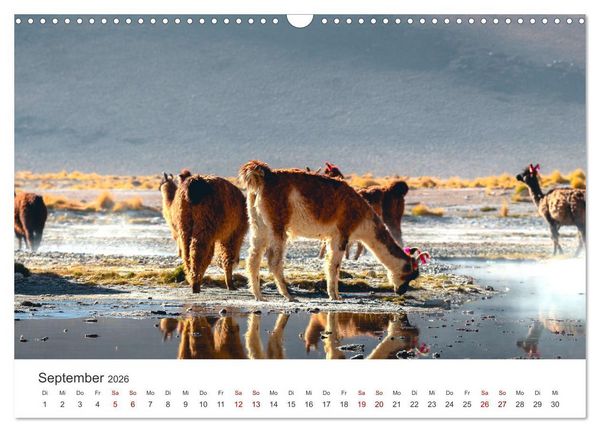 Produktbild: Lamas und Alpakas - Die weichen Neuweltkamele. (Wandkalender 2026 DIN A3 quer), CALVENDO Monatskalender