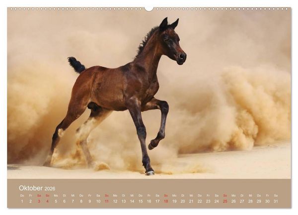 Produktbild: Pferde &bull; Araber im W&uuml;stensand (Wandkalender 2026 DIN A2 quer), CALVENDO Monatskalender
