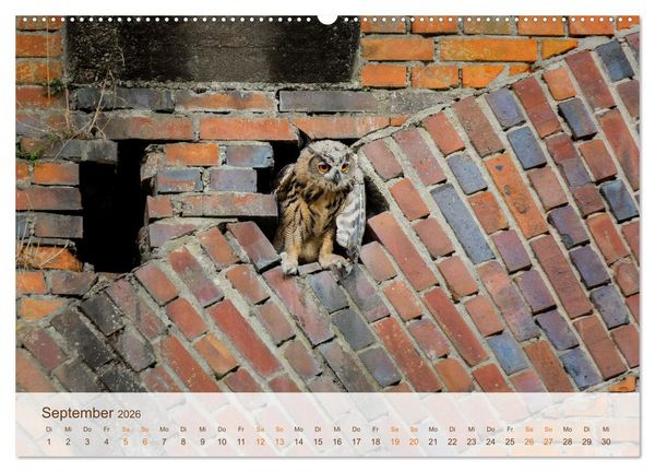 Produktbild: Uhu Highlights (Wandkalender 2026 DIN A2 quer), CALVENDO Monatskalender