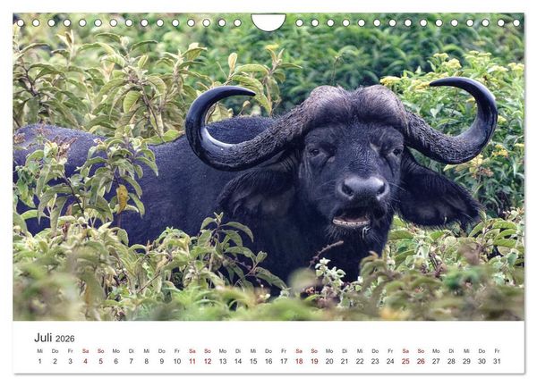 Produktbild: Tier Portraits Tansania (Wandkalender 2026 DIN A4 quer), CALVENDO Monatskalender
