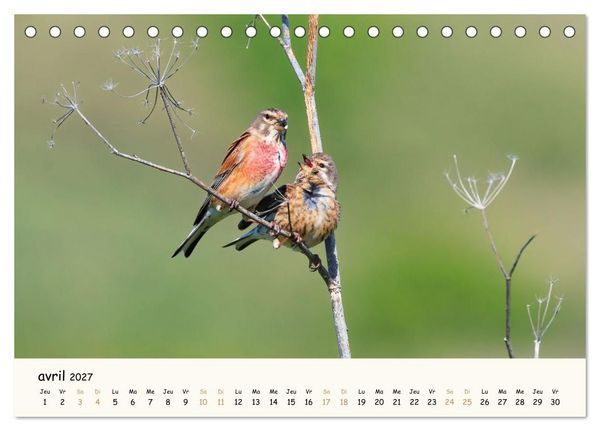 Produktbild: Chuchotements d'ailes - Une ann&eacute;e dans l'intimit&eacute; des oiseaux (Calendrier de bureau 2027 DIN A5 vertical), CALVENDO calendrier mensuel