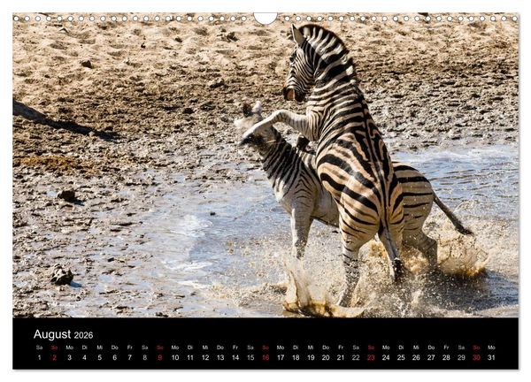 Produktbild: Zebras - Faszination der Streifen (Wandkalender 2026 DIN A3 quer), CALVENDO Monatskalender
