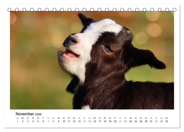 Produktbild: Wer zickt denn da? - Zicklein-Edition (Tischkalender 2026 DIN A5 quer), CALVENDO Monatskalender