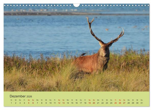 Produktbild: K&uuml;sten Hirsche - Rotwild auf dem Dar&szlig; (Wandkalender 2026 DIN A3 quer), CALVENDO Monatskalender
