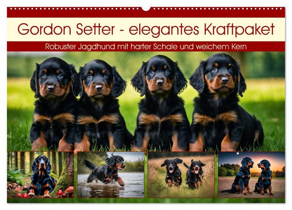 Produktbild: Gordon Setter - elegantes Kraftpaket (Wandkalender 2026 DIN A2 quer), CALVENDO Monatskalender