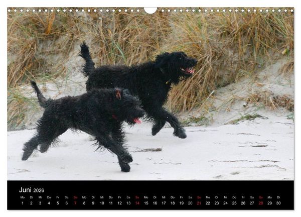 Produktbild: Bouvier des Flandres (Wandkalender 2026 DIN A3 quer), CALVENDO Monatskalender