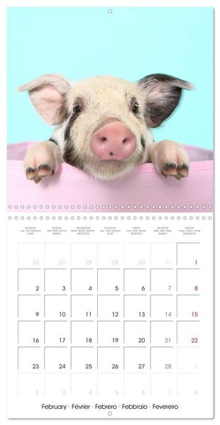 Produktbild: Sweet little piglets (Wall Calendar 2026 12 &times; 12 Inch) CALVENDO 12 Month Wall Calendar