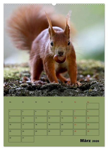Produktbild: Eichh&ouml;rnchen - Planer (hochwertiger Premium Wandkalender 2026 DIN A2 hoch), Kunstdruck in Hochglanz