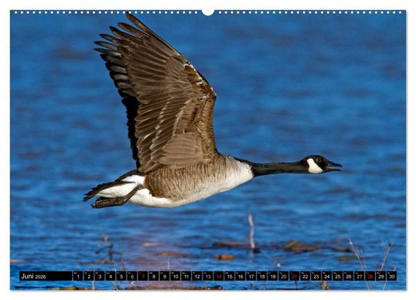 Produktbild: KANADA-GANS - Der 'hupende' Vogel (hochwertiger Premium Wandkalender 2026 DIN A2 quer), Kunstdruck in Hochglanz