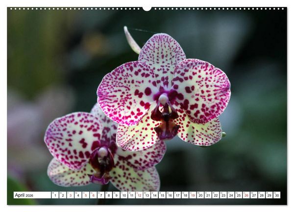Produktbild: Prachtvolle Orchideen (hochwertiger Premium Wandkalender 2026 DIN A2 quer), Kunstdruck in Hochglanz