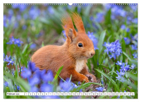 Produktbild: Eichh&ouml;rnchen im K&ouml;niglichen Garten (Wandkalender 2026 DIN A2 quer), CALVENDO Monatskalender