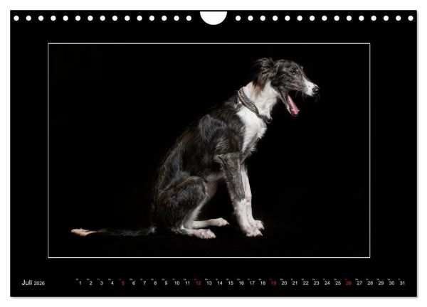 Produktbild: Windhunde - Schnelle Sch&ouml;nheiten (Wandkalender 2026 DIN A4 quer), CALVENDO Monatskalender