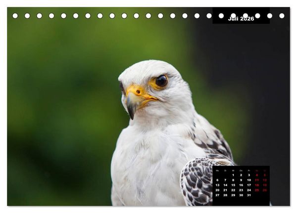 Produktbild: Greifv&ouml;gel - Herrscher der L&uuml;fte (Tischkalender 2026 DIN A5 quer), CALVENDO Monatskalender